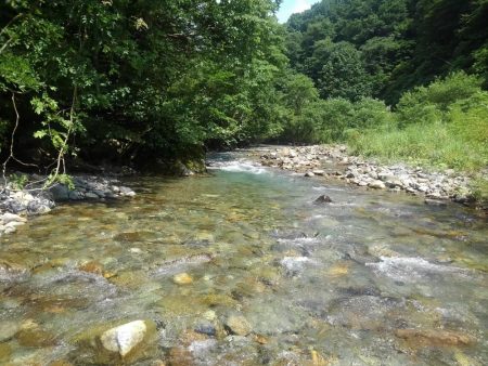 九頭竜川水系でイワナ釣り